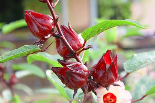 Công dụng của hoa atiso đỏ