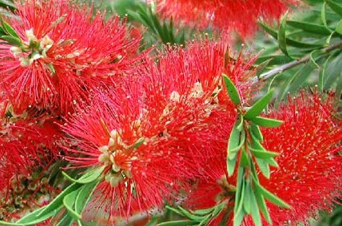 Hình ảnh hoa, lá của cây Tràm Liễu, Tràm Bông Đỏ