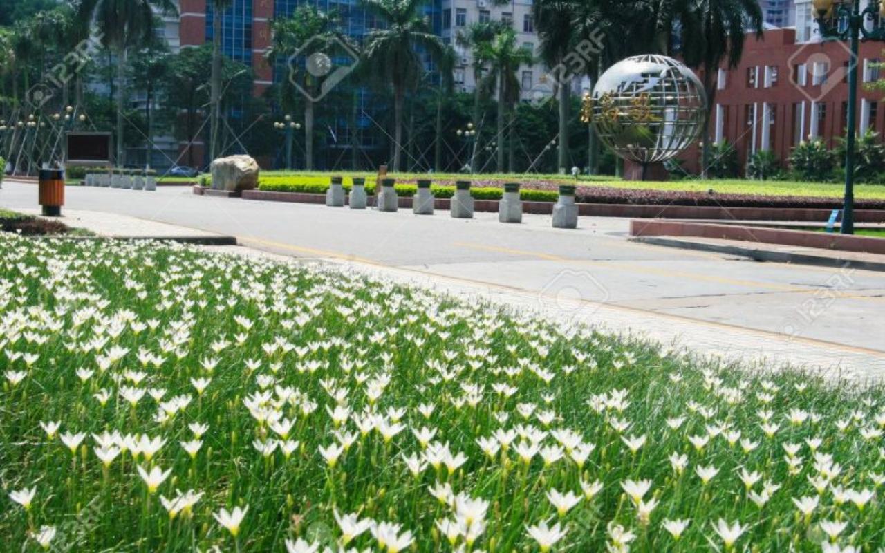 Loại hoa lan Phong huệ trắng đắt giá nhất thế giới